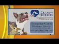 Furever Family Champaign County Humane Society Clear the Shelters Event ciLiving