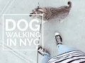 WHAT IT S LIKE TO BE A DOGWALKER IN MANHATTAN DamonAndJo