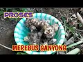 Lagu CARA MEREBUS GANYONG DARI LERENG GUNUNG MURIA