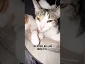 Download Lagu The PURRfect Kitty Pile!! #cats #catshorts