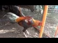 Half American Half Asil Rooster - 1 Year old