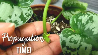 Scindapsus Pictus Exotica Propagation Potting and Care Tips Updates