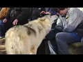 Howling Woods Farm - Jackson NJ