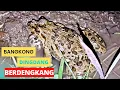 Download Lagu Marsh frog sound || Suara kodok sawah