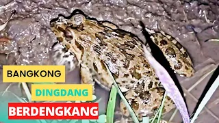 marsh frog sound suara kodok sawah