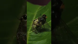 BTS Macro Photography Bts Behindthescenes Macrophotography Canon200d Macro Behindthescene 