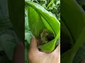 Lagu Panen anakan tupai yang bersarang di pohon pisang #tupai