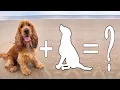 Top 10 Cocker Spaniel Mixes Explained