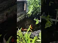 Download Lagu Masteran for the Javan Cochoa Fledgling (Trotol): Full Repertoire of Nature Sounds and Koi Fish.