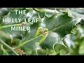 Lagu THE HOLLY LEAFE MINER - Phytomyza ilicis
