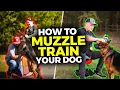 Muzzle Training Made EASY for ANY Dog - Don t Make this Mistake