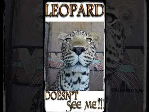 Leopard 🐯 Doesn't See Me 👀 I'm Invisible!!! 😲 Compare Muscular BIG CAT 🐅 To Lesser Cheetah 🐆