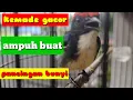 Download Lagu kemade kepala merah/avatar gacor nembak|| chim ốc mít