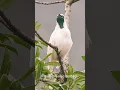 Download Lagu #nature #birds #white bellbird The loudest sound in the world 😱