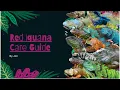 Red Iguana Care Guide Everything You Need