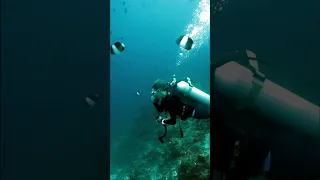 Diving in Indonesia #shorts #diving #indonesia
