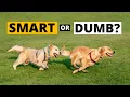 Are Golden Retrievers Smarter than other Dogs EXPLAINED