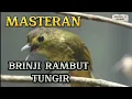 Download Lagu BRINJI RAMBUT TUNGGIR‼️MASTERAN SEMUA BURUNG, Wajib Coba