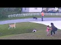 Download Lagu German shepherd saves six-year-old from being attacked by another dog