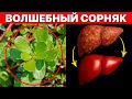Download Lagu Портулак — сорняк, который спасает от давления, сахара, болезней печени и сердца