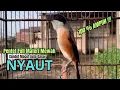 Download Lagu burung cendet gacor FULL MATERI AMPUH, buat PANCINGAN CENDET AGAR BUNYI, jadikan BURUNG PENTET GACOR