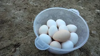 جمع بيض الفراخ البلدي الحر مشروع الفراخ البياض 