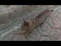 Male Cat Mating Call 1