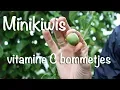 Minikiwis vitamine C bommetjes