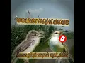 Download Lagu suara pikat burung prenjak klik klik, suara burung ciblek sawah mp3. suara pikat ampuh 2022.