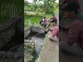 Download Lagu Strike Ikan Nila Besar di Selokan Kecil