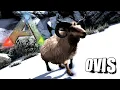 Taming A Ovis Ark Survival Evolved The Island