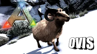 Taming A Ovis Ark Survival Evolved The Island