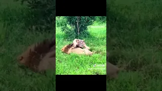 Vita Ya M Mbwa Mwitu Na Simba Wolf Vs Lion 