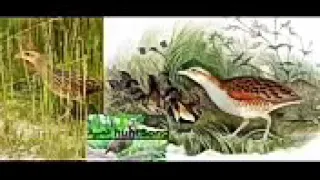 صوت مرعه الماء السلو للصيد دندنها