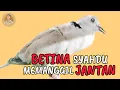 Download Lagu Suara Panggilan Puter Pelung Betina Muda Memanggil Jantan ‼️