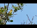 An Icterine warbler (Hippolais icterina) pinball machine sounds