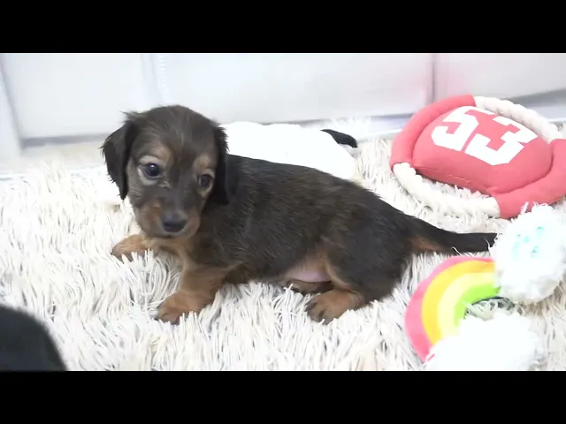 動画