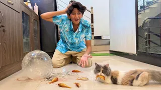 MY CAT ATTACKED MY COLORFULL FISHES!😨