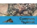 Common Topknot Zeugopterus punctatus