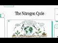 Nitrogen Cycle Explained Nitrogen Fixation Nitrification Denitrification