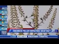 Record ragweed counts making life miserable for some