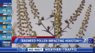 Record ragweed counts making life miserable for some