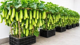 Grow Cucumbers in Plastic Tubs for a Big Rooftop Harvest