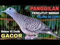 Perkutut Lokal Gacor Suara Besar Pancingan Burung Perkutut Agar Cepat Bunyi.