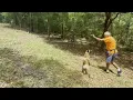 Download Lagu Putting JonsBones to the Belgian Malinois Test with Reef
