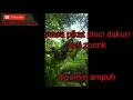 Download Lagu suara pikat pleci dakun ampuh anti zonk.!!!