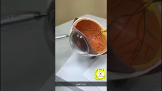 مقطع يوضح أجزاء العين بشكل مبسط د حافظ الفالح 