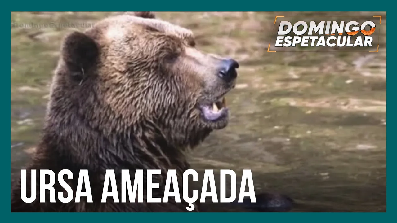 Ursa é pode ser condenada à morte por matar corredor na Itália