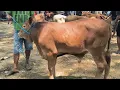 Download Lagu 5 juta !! Pedet Super Harga Murah Meriah !! Ajorr Sepi Pembeli !! Pasar Sapi Jatirogo 