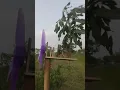 Kincir angin lucu tebang pohon,,,#Shorts